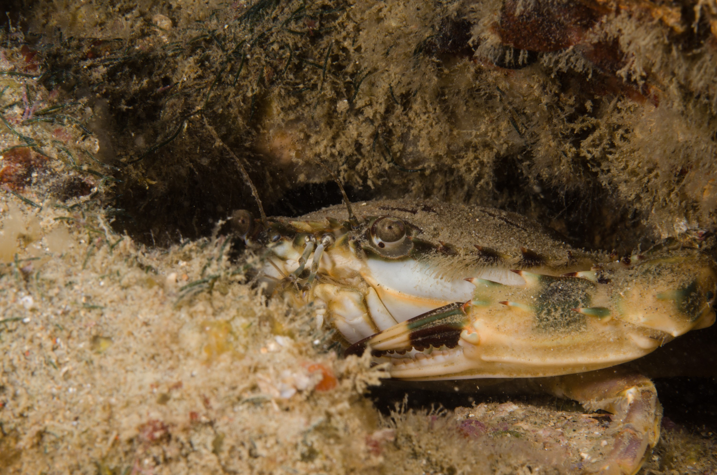DSC_8953 – Asian, Paddlecrab, Charybdis, japonica, paddle, crab, ngunguru, whangarei, auckland, marine, pest, invasive, crispin, nz, new zealand, new, zealand, underwater, Biosecurity